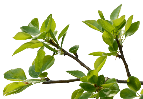 Leaves