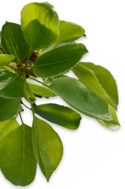 Leaves